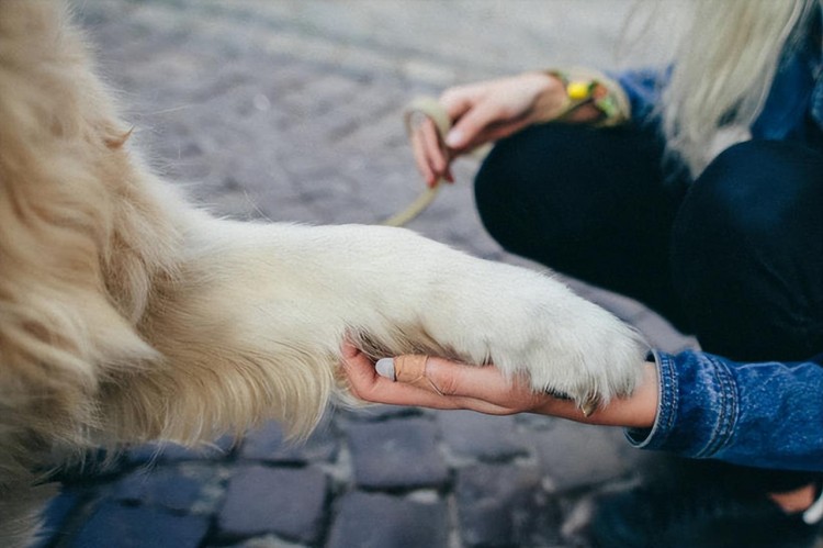 金毛犬用爪子“扒拉”主人，不是饿了，而是这6个意思