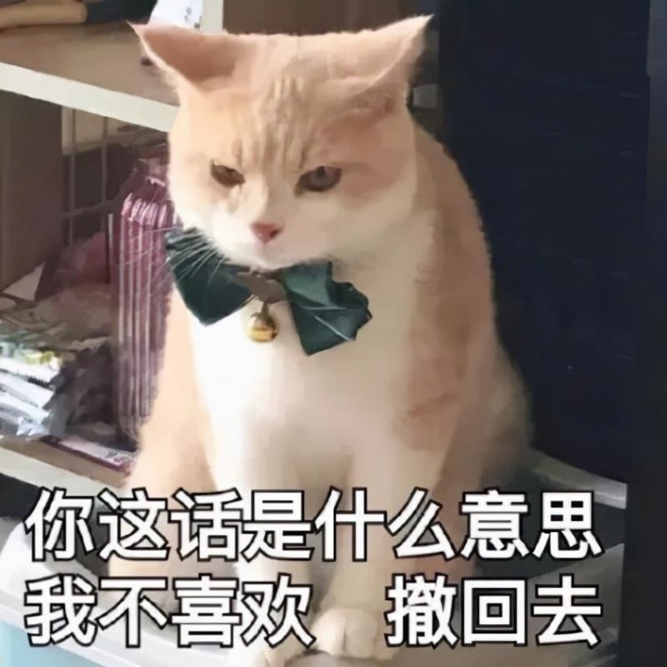 养猫之后这几句话最刺耳网友：我养猫花你钱了吗