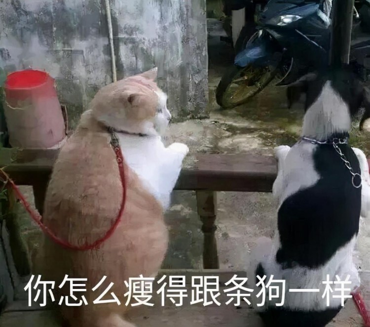 养猫之后这几句话最刺耳网友：我养猫花你钱了吗