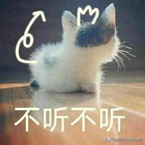 建议十二星座养的猫！有些可能听都没听过