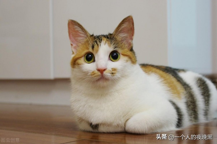 十大新手最好养的猫新手养猫不会选品种的看过来