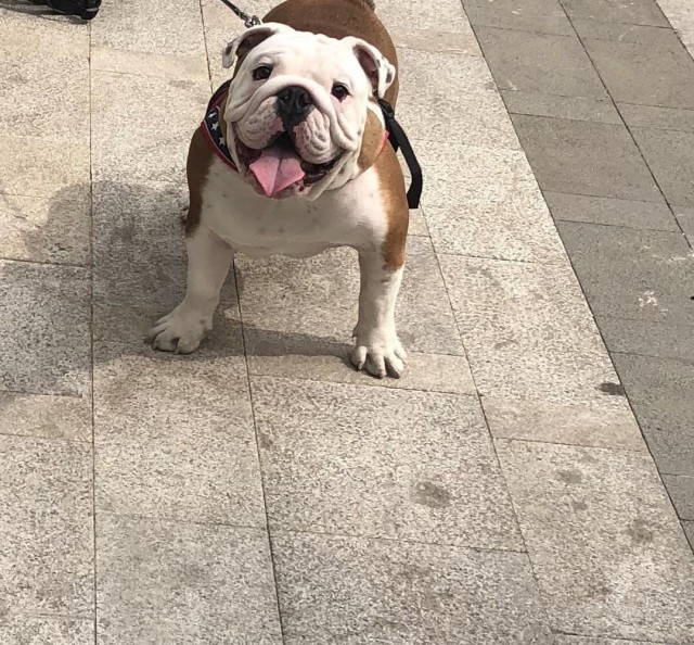 介绍犬种科普 英国斗牛犬