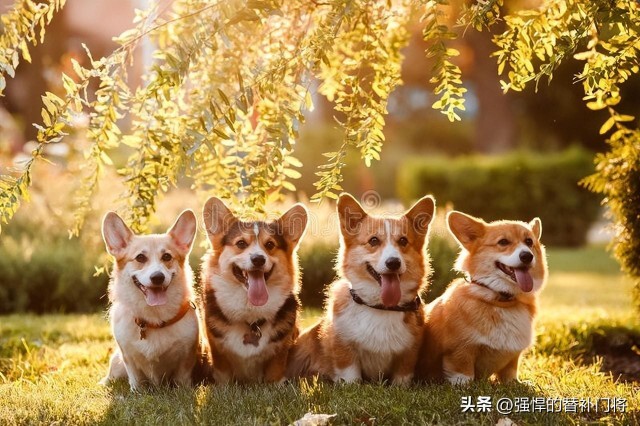 柯基犬一开始是什么样的工作犬？是牧牛犬还是警犬？