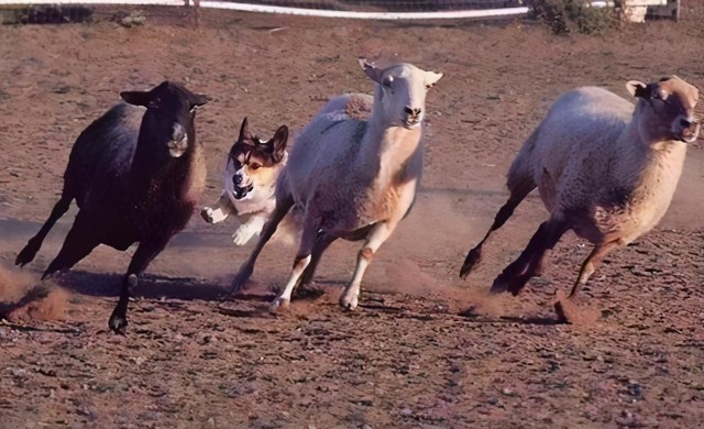 电臀王柯基犬一定要断尾吗