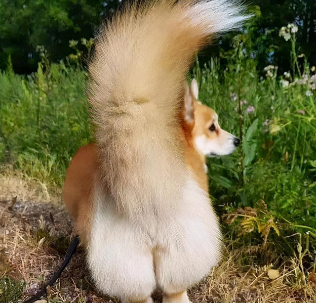 电臀王柯基犬一定要断尾吗