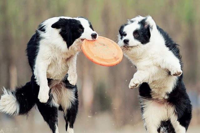 最难养的5大宠物犬你一定都知道