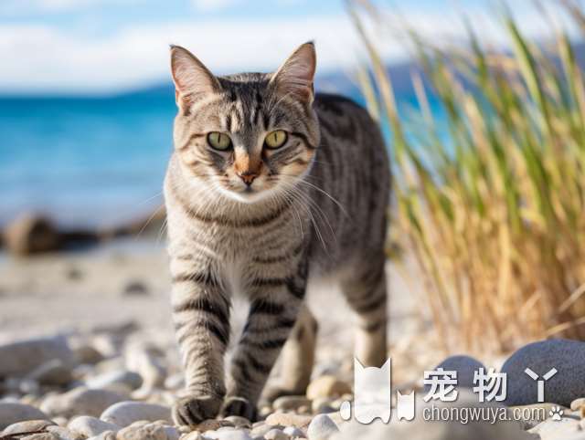 西班牙大褶皱无毛猫的特点？