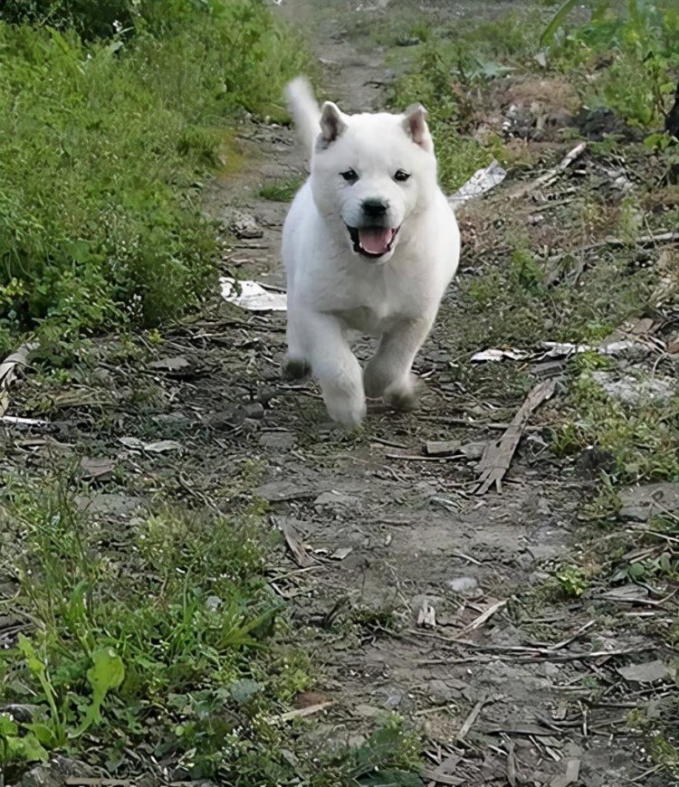 宠物狗拆家养一只中华田园犬吧它可是看家护院的小能手